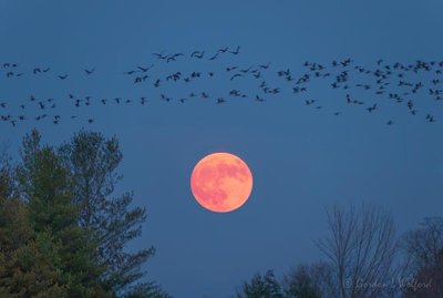 Skein of Geese Over Rising Beaver Full Moon P1570589