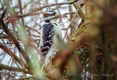 Male Hairy Woodpecker DSCN42481