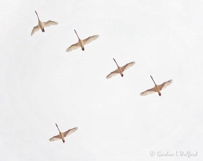 Five Trumpeter Swans In Flight DSCN43246