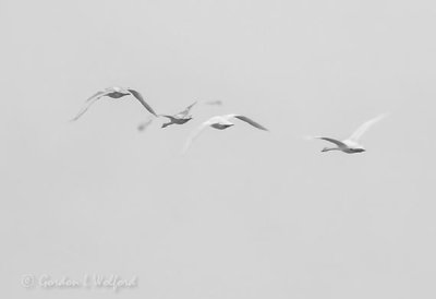 Four Trumpeter Swans Flying Away DSCN43250