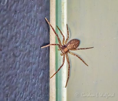 Little Brown Spider DSCN43929