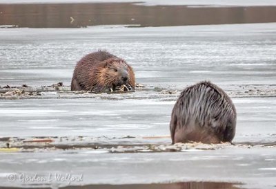 Two Beavers On Ice Chowing Down DSCN44014