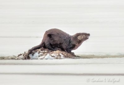 Otter On A Muskrat Lodge DSCN44348