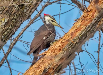 Pileated Woodpecker DSCN44481