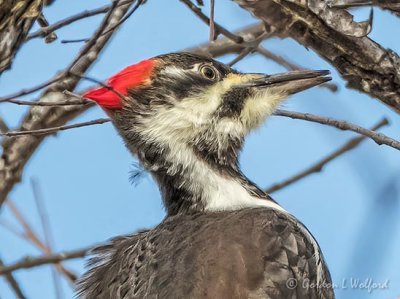 Pileated Woodpecker Profile DSCN44481