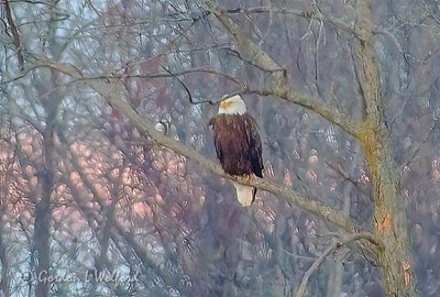 Bald Eagle In A Distant Tree DSCN44929