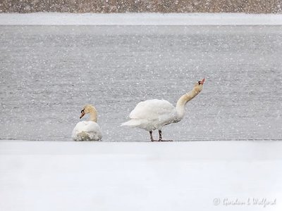 Two Mute Swans On Ice In Snowfall DSCN45404