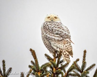 Female Snowy Owl Atop A Spruce Tree DSCN45623