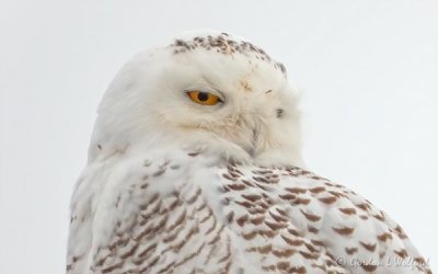Snowy Owl Headshot DSCN45651