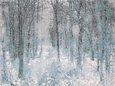 Winter Woods DSCN45852 'Art'
