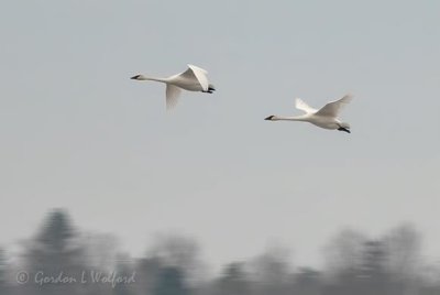 Trumpeter Swans In Flight DSCN45932