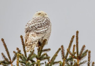 Female Snowy Owl Atop A Spruce Tree DSCN45682