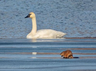 Trumpeter Swan Swimming & Muskrat On Ice DSCN46168-9