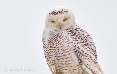 Female Snowy Owl With 'Tiara' DSCN45653 (crop)