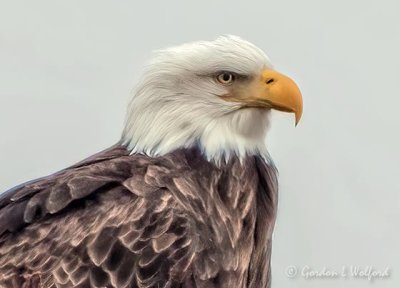 Bald Eagle Profile DSCN46017