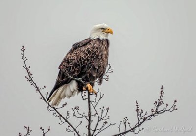 Bald Eagle Perched Atop A Tree DSCN46017