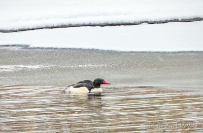 Dripping Male Common Merganser DSCN46438