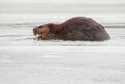 Beaver On Ice Chowing Down DSCN46631