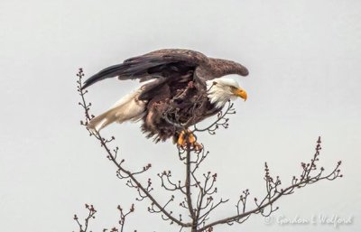 Bald Eagle Preparing To Fly DSCN47016