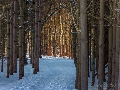 Snowy Trail Through Pine Forest DSCN45559