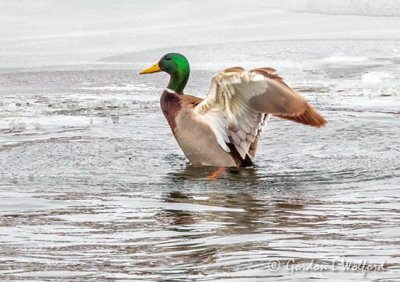 Mallard Drake Flapping Its Wings DSCN47442