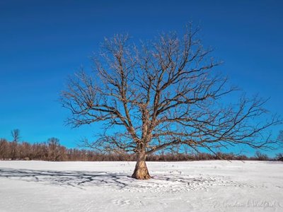 Lone Tree DSCN47520