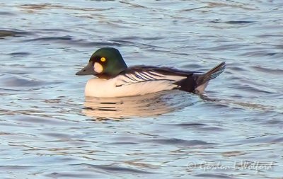 Male Common Goldeneye DSCN47573