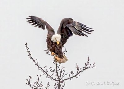 The Eagle Was Landing DSCN45992