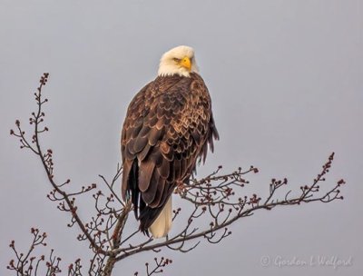 Bald Eagle Perched Atop A Tree DSCN47905