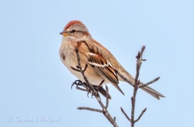 American Tree Sparrow DSCN47854