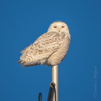 Female Snowy Owl On An Antenna Mast DSCN48133