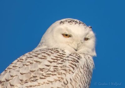 Female Snowy Owl Portrait DSCN48135 (crop)