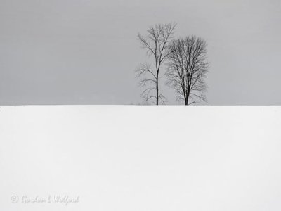 Two Winter Trees Beyond A Snowy Hill DSCN49041