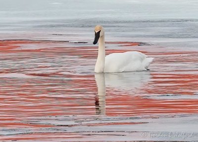Swan In Reflected Sunrise Color DSCN49169