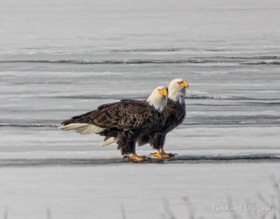 Two Bald Eagles On Ice DSCN49317