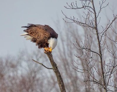 Bald Eagle Perched On A Broken Tree Limb DSCN49308
