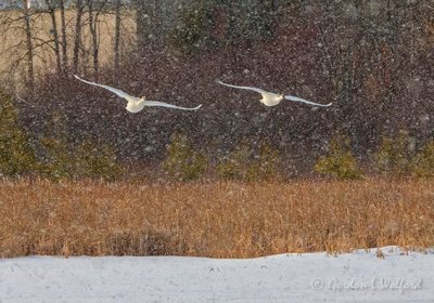 Two Trumpeter Swans Approaching In Falling Snow DSCN49377