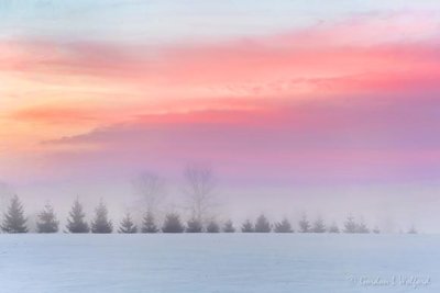 Line Of Trees In Sunrise Fog P1590070