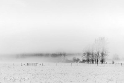 Landscape In Fog P1590154