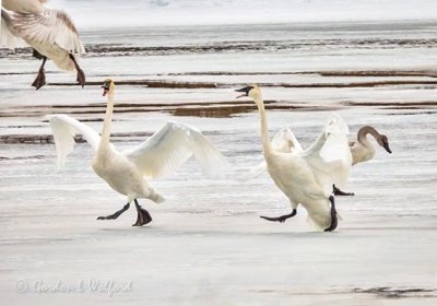 Trumpeter Swans Landing On Ice DSCN49623