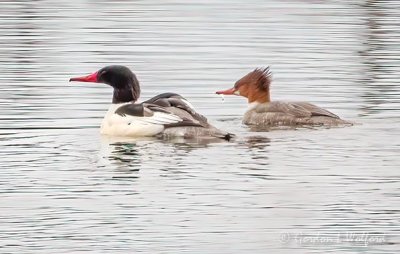 Mr & Dripping Ms Common Merganser DSCN49523