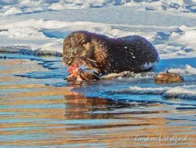 Otter On Ice At Breakfast DSCN49762