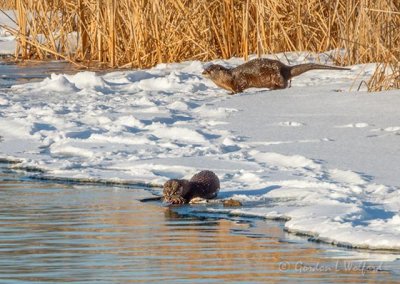 Two Otters On An Ice Shelf DSCN49742-3