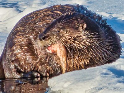 Otter On Ice At Breakfast DSCN49844 (crop)