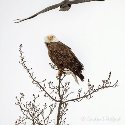 Crow Harassing A Bald Eagle DSCN50158