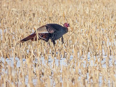 Wild Turkey In Winter Cornfield DSCN50271