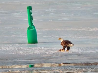 Bald Eagle On Ice At Breakfast DSCN50445