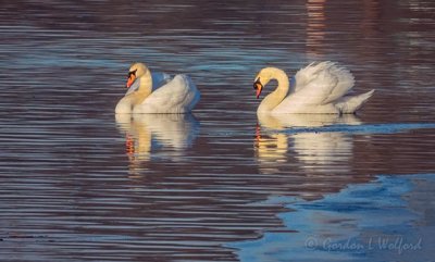 Two Mute Swans DSCN50649