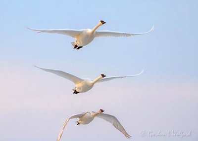 Three Trumpeter Swans In Flight DSCN50760