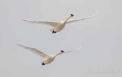 Two Trumpeter Swans In Flight DSCN50761